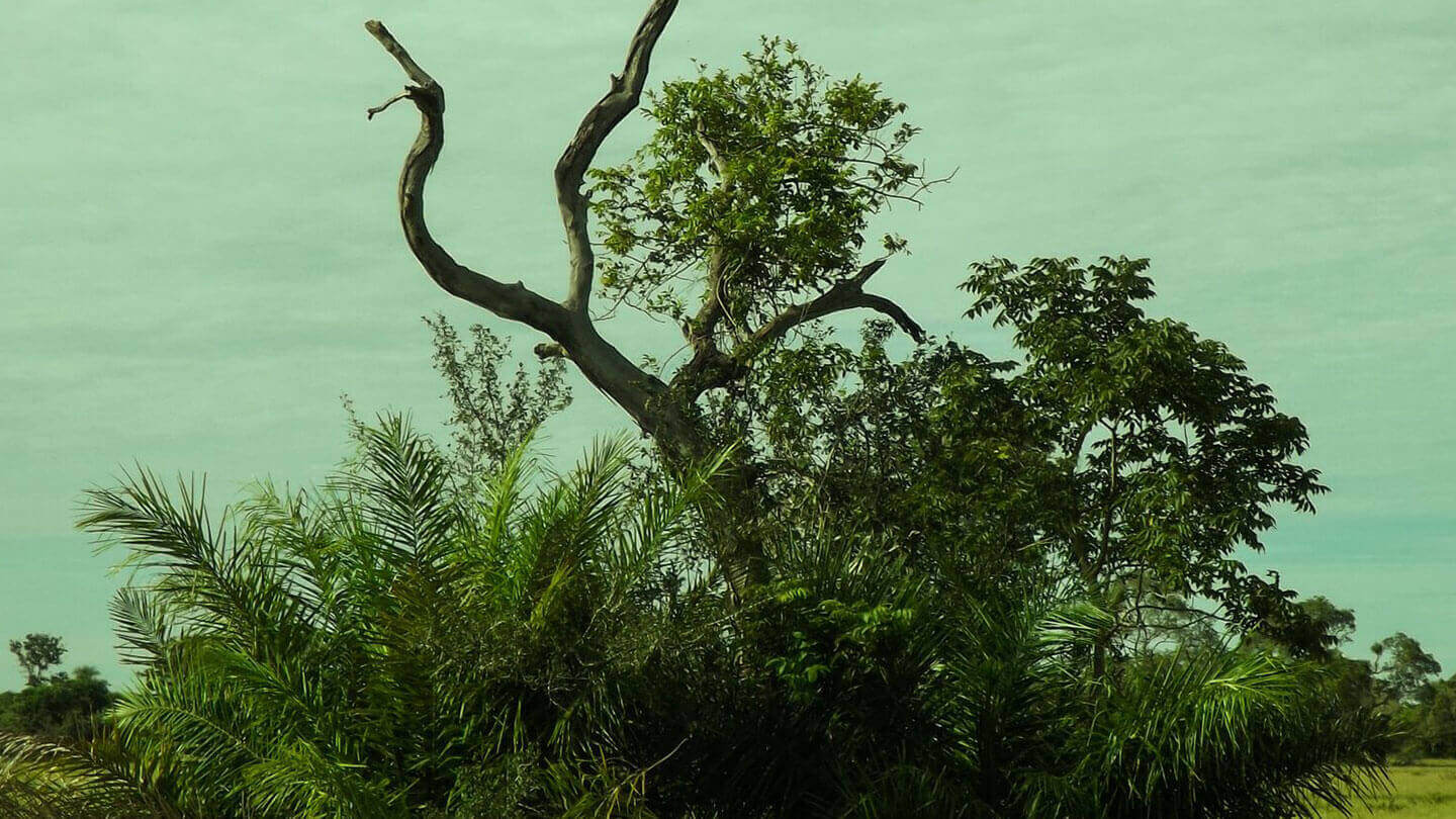 The Pantanal's nature provides unique scenery