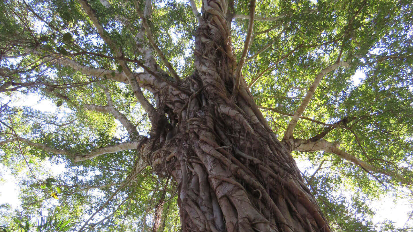 Árvores centenárias de enormes proporções