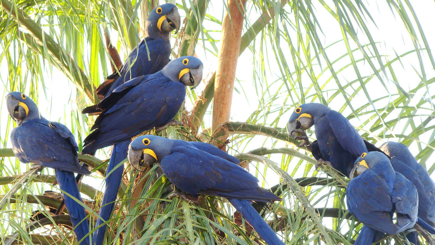 A Arara-Azul é presença garantida na Caiman