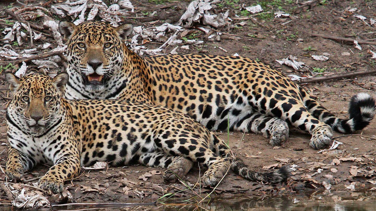 The Caiman Ecological Refuge brings you up close to the untamed beauty of the Jaguar