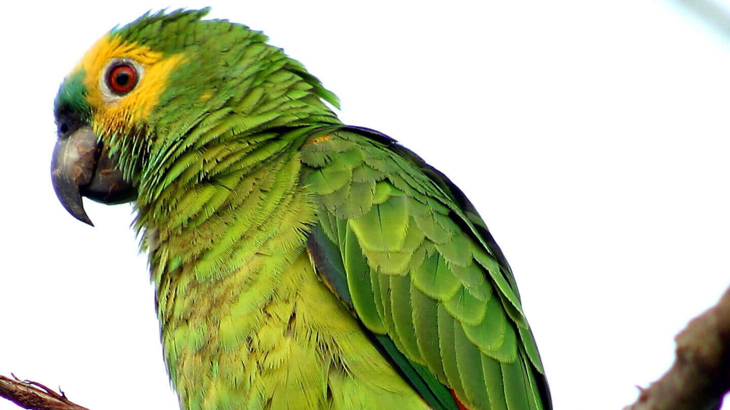 O Papagaio-Verdadeiro é outra famosa ave que frequenta o Pantanal