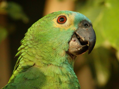 Projeto Blue Fronted Parrot Project