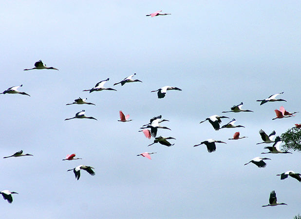 Grupos de aves a cruzar o céu