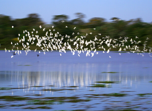 Aves aquáticas por todos os lados