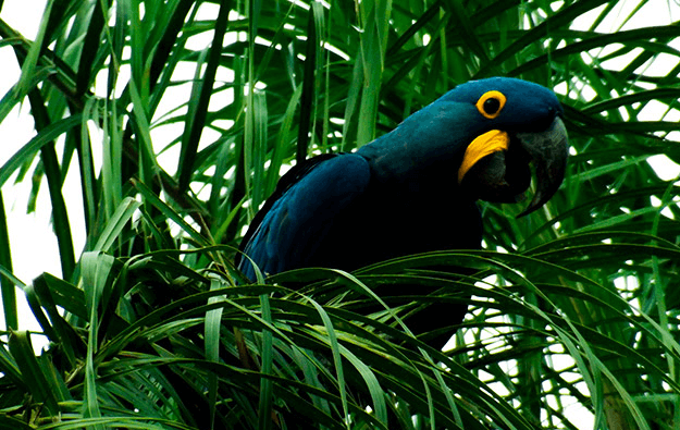 Projeto Instituto Arara Azul