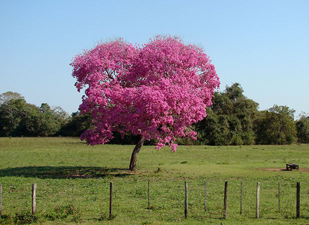 Floração de píuvas