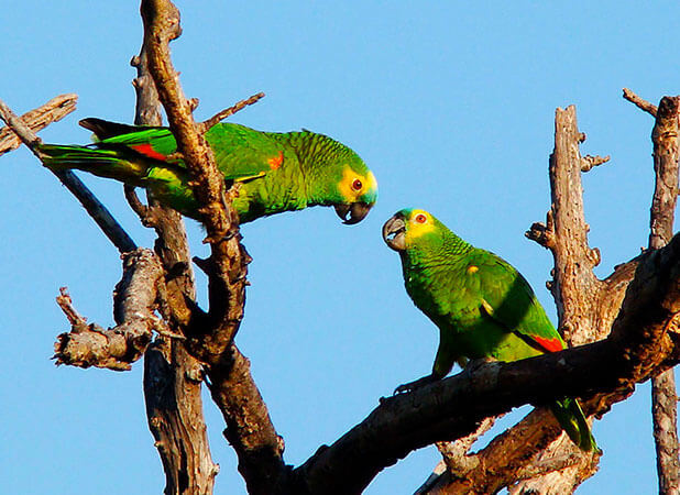 Aves encantadoras