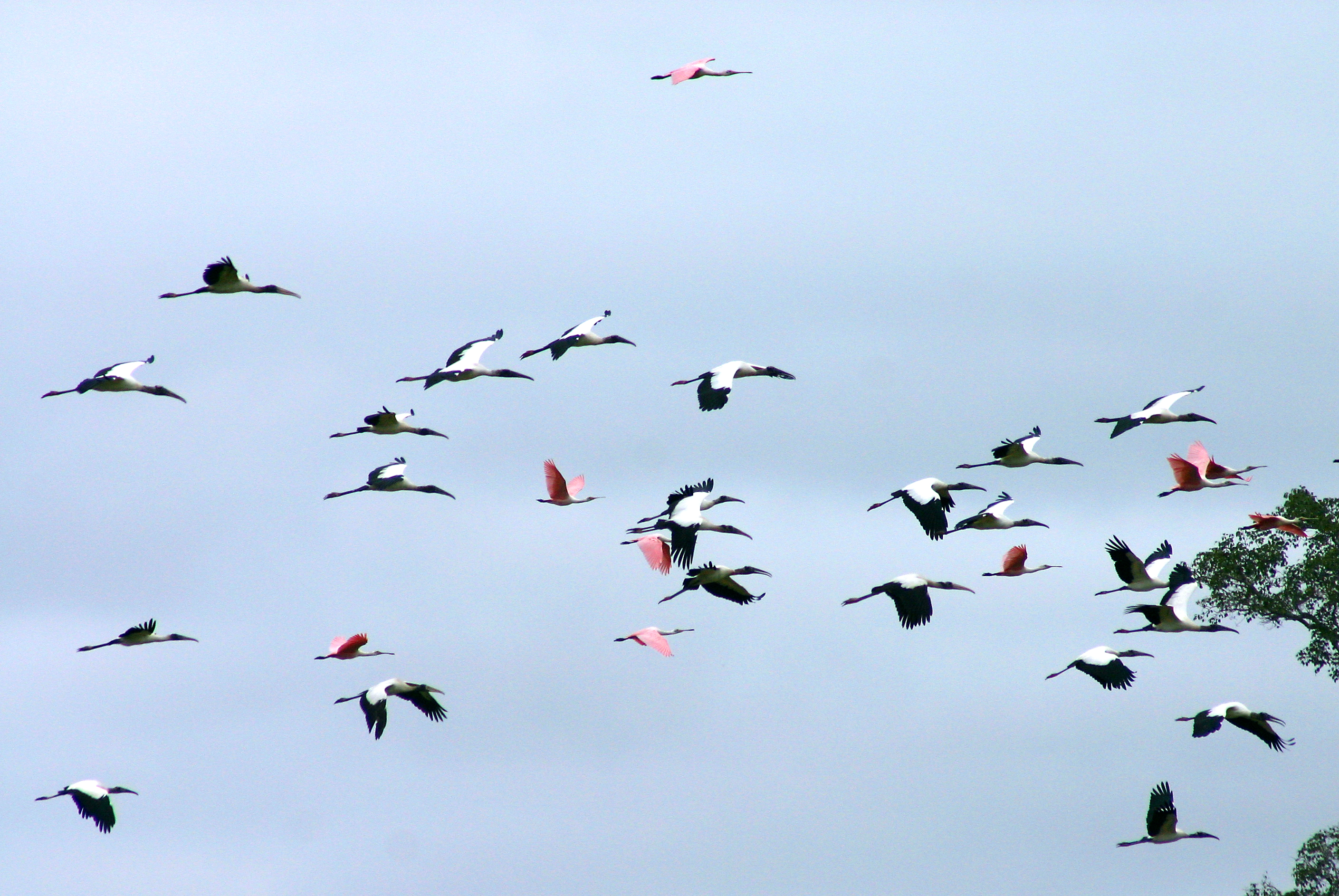 Large groups of different kinds of birds