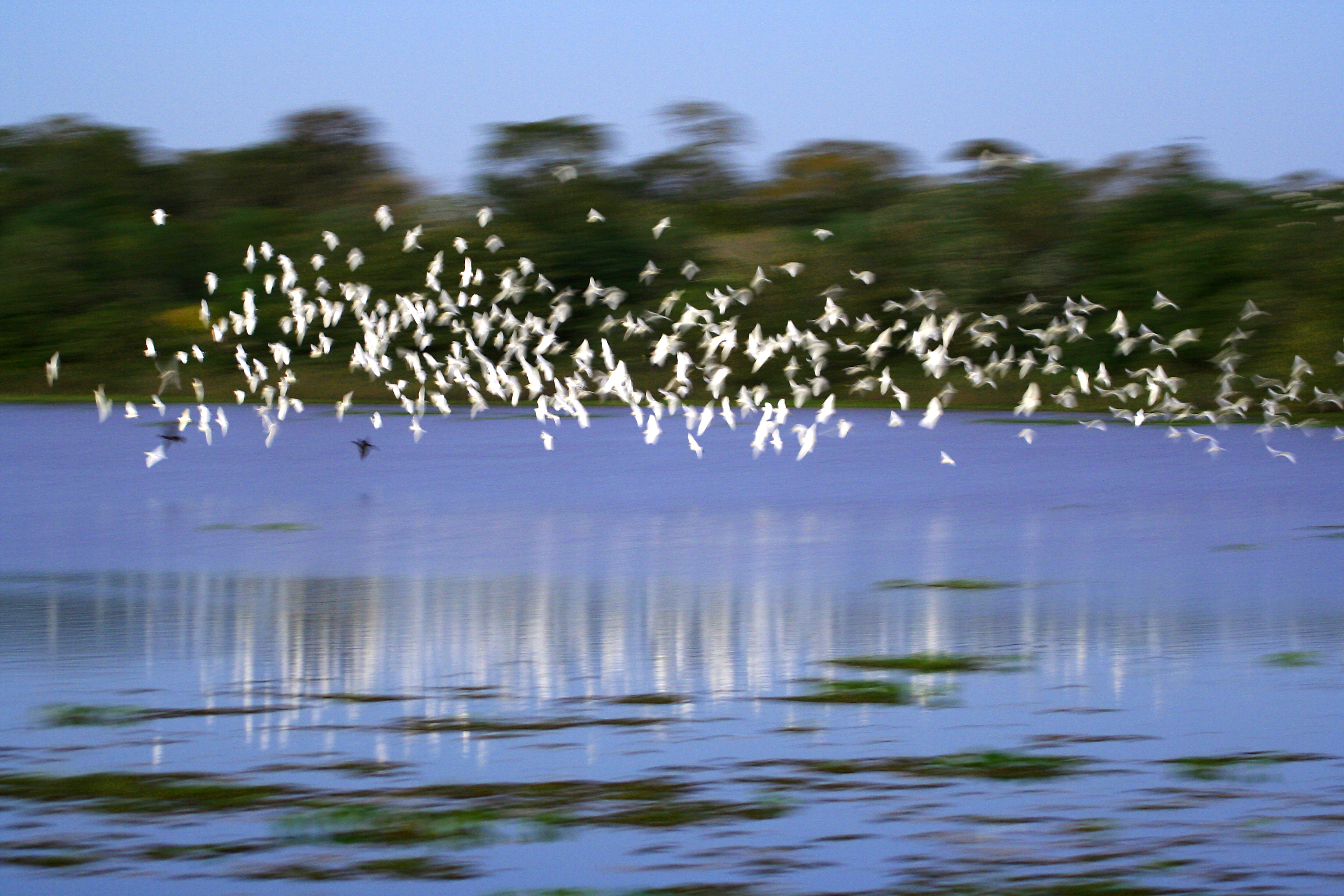 Large amounts of aquatic birds for observation