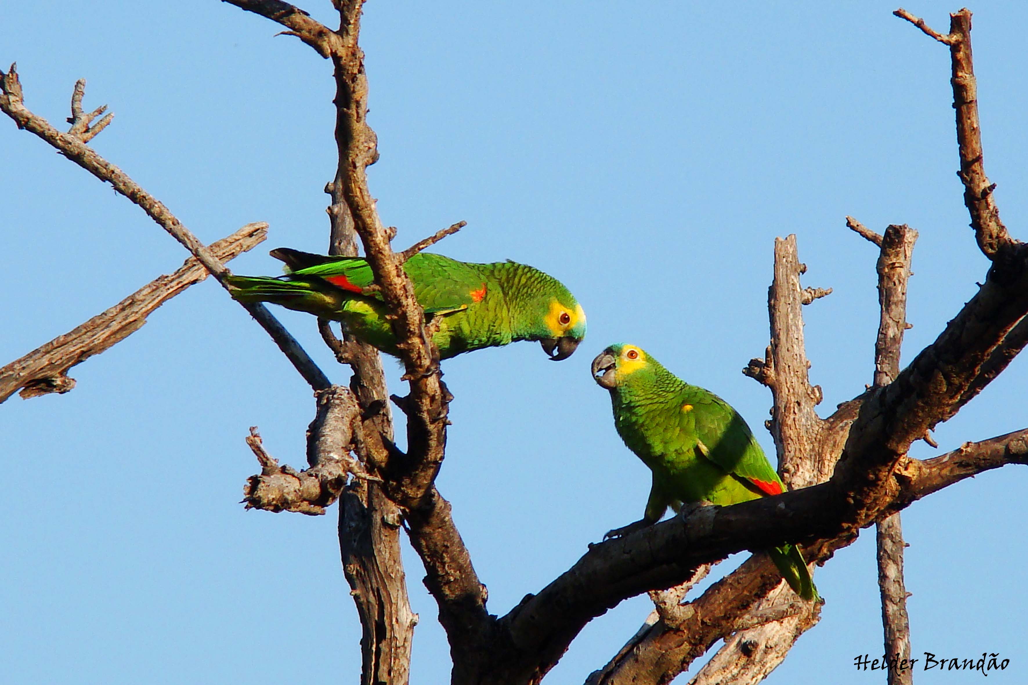 Lovely birds