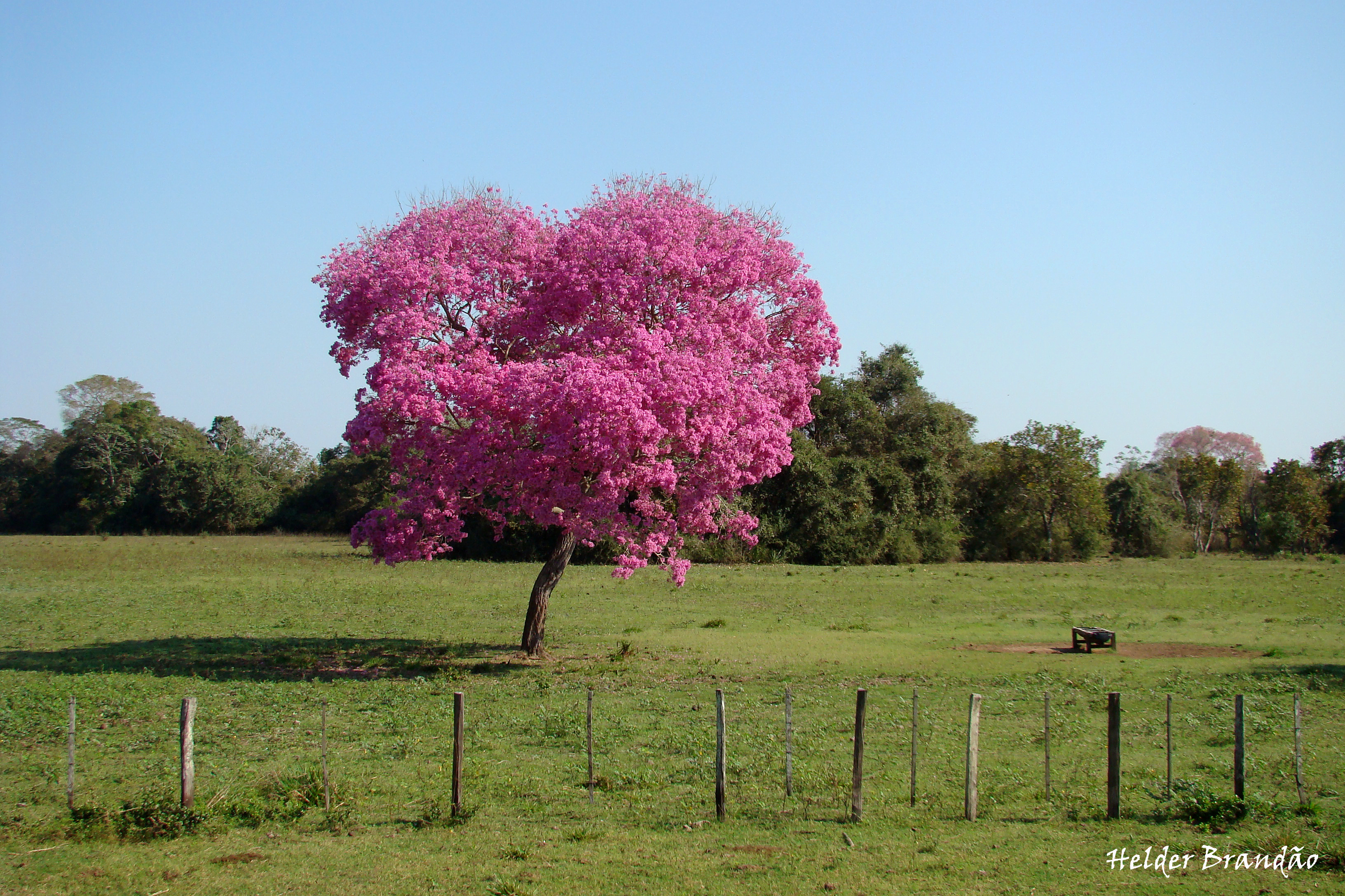 Pink trumpet trees