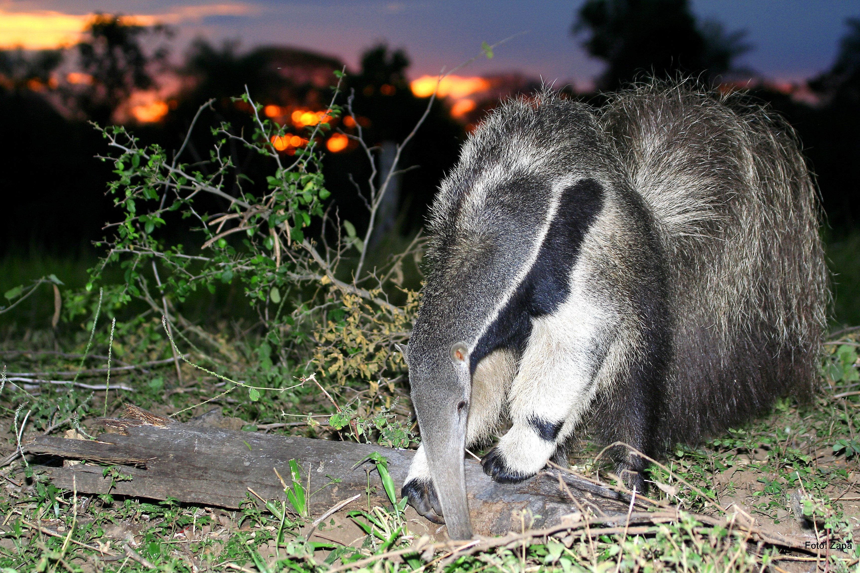 A higher concentration of wildlife