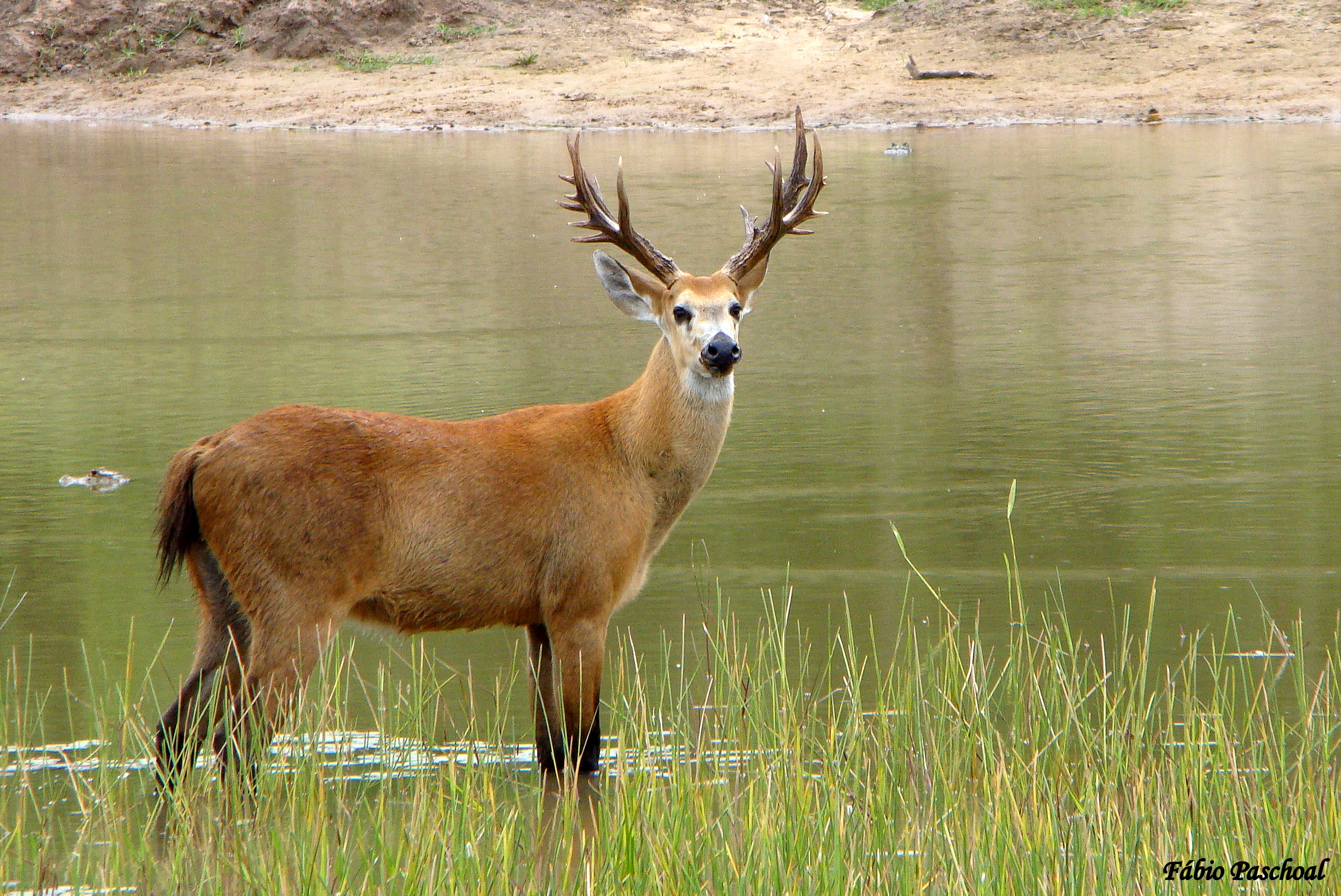 Mammals return to the region